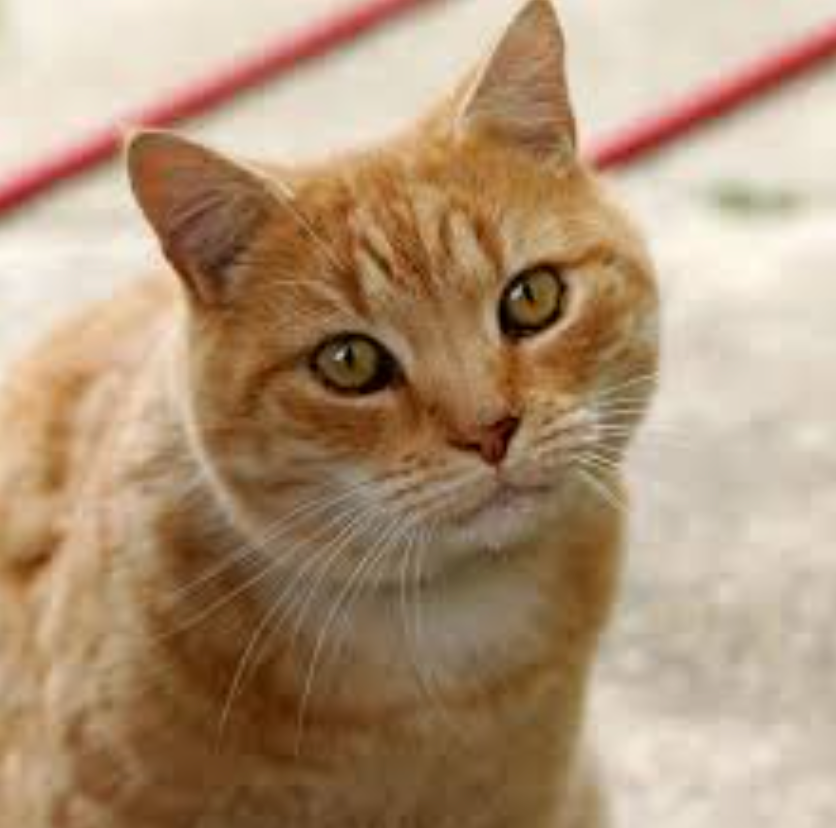 For Pets photo